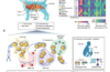 Integrative mapping of the dog epigenome: reference annotation for comparative inter-tissue and cross-species studies