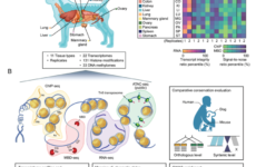 Integrative mapping of the dog epigenome: reference annotation for comparative inter-tissue and cross-species studies