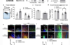 Prenatal glucocorticoid exposure selectively impairs neuroligin 1-dependent neurogenesis by suppressing astrocytic FGF2–neurona