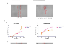 Supplement of secreted recombinant low molecular weight human fibroblast growth factor 2 in culture media enhances in vitro bov