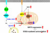 Silencing SIRT5 induces the senescence of UCB-MSCs exposed to TNF-α by reduction of fatty acid β-oxidation and anti-oxidation