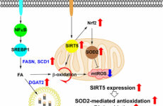 Silencing SIRT5 induces the senescence of UCB-MSCs exposed to TNF-α by reduction of fatty acid β-oxidation and anti-oxidation