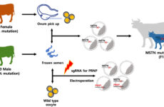 Germline transmission of MSTN knockout cattle via CRISPR-Cas9