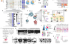 Multi-targeted therapy resistance via drug-induced secretome fucosylation